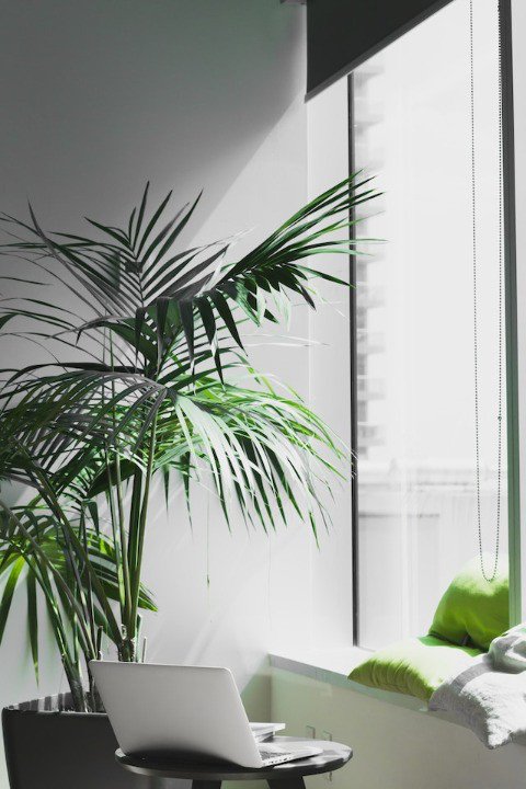 Portátil encima de una pequeña mesa con una planta y una ventana al fondo.