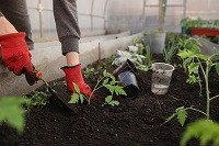 Manos de una trabajadora de invernadero con guantes rojos y trabajando.