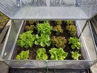 Plantas en un recipiente