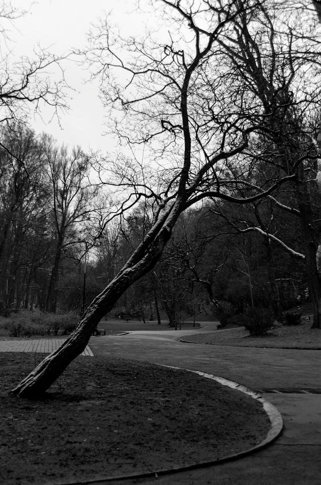 Árbol en el parque