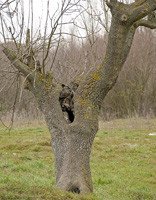 Ilustración del tronco de un árbol. 