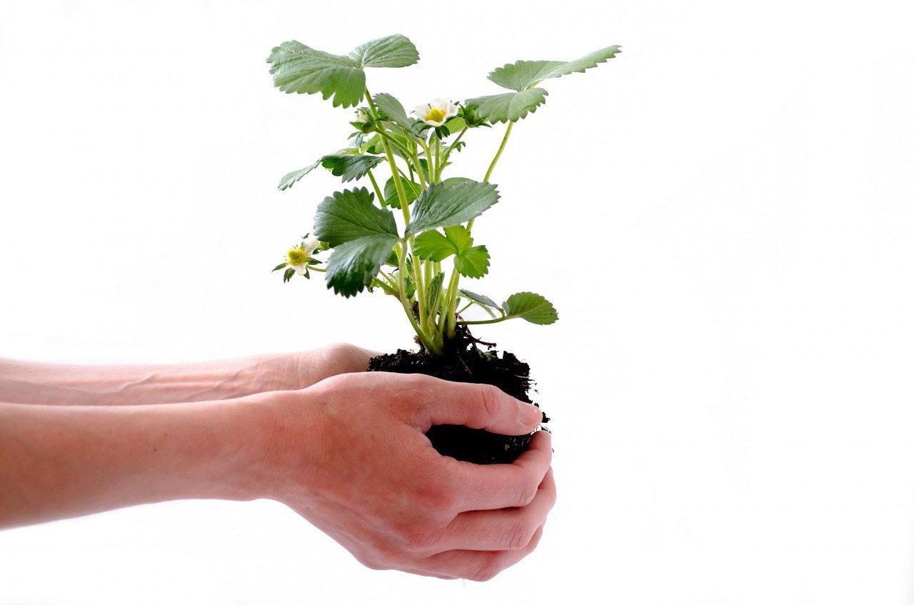 En la imagen se visualiza unas manos sosteniendo una planta natural.